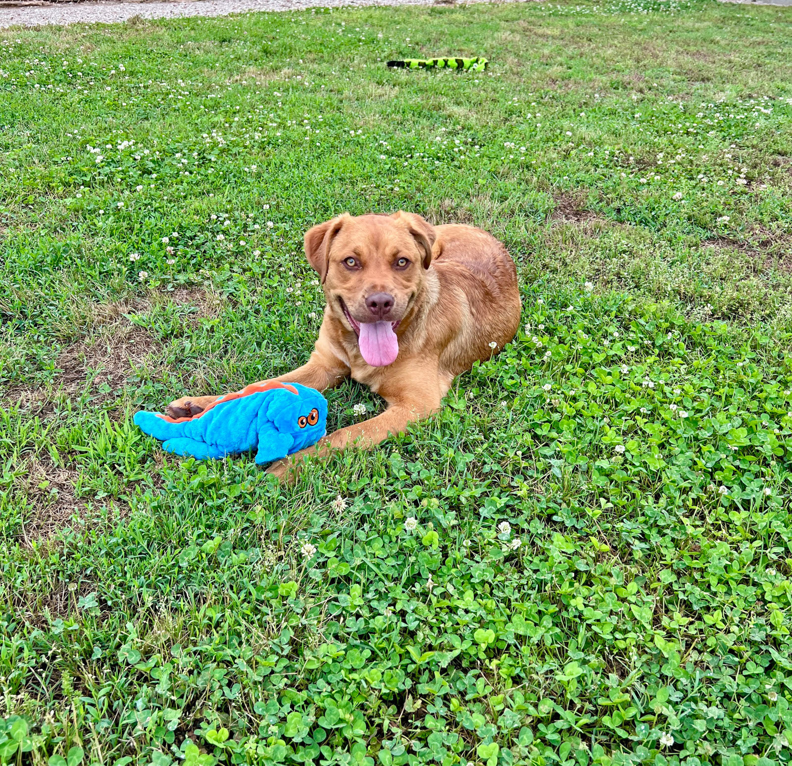 Rudy